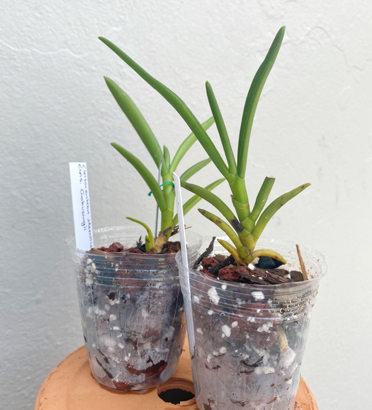 Cleisocentron Merrillianum x Gokusingii | Estes Exotics - Orchids