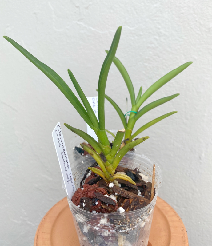 Cleisocentron Merrillianum x Gokusingii | Estes Exotics - Orchids