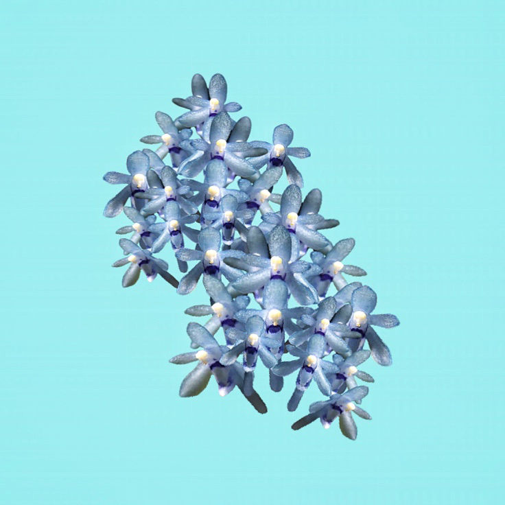 Cleisocentron Merrillianum x Gokusingii | Estes Exotics - Orchids